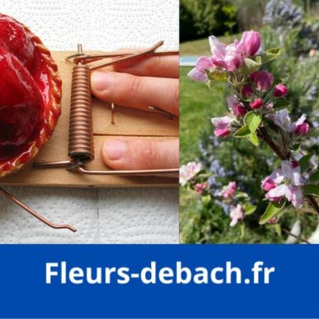 Perte de poids et fleurs de Bach